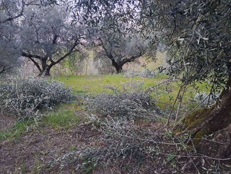 foto 3 del terreno