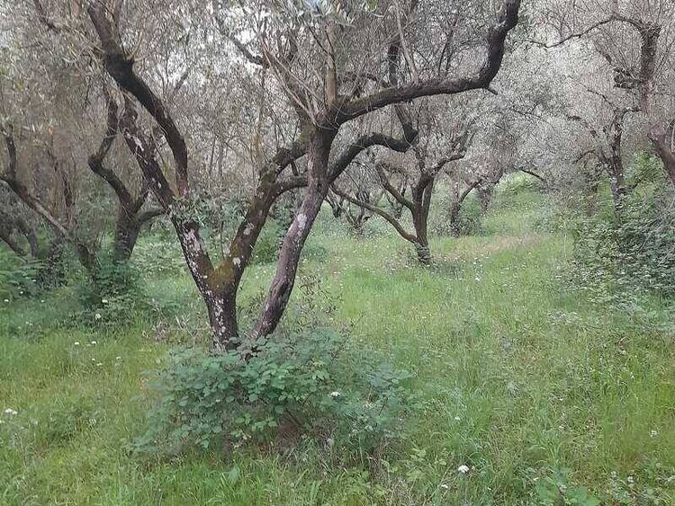 foto 2 del terreno