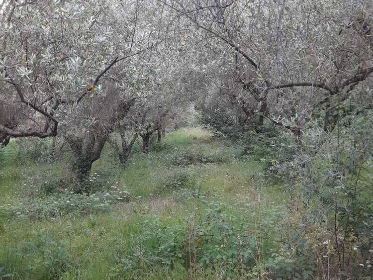foto 4 del terreno