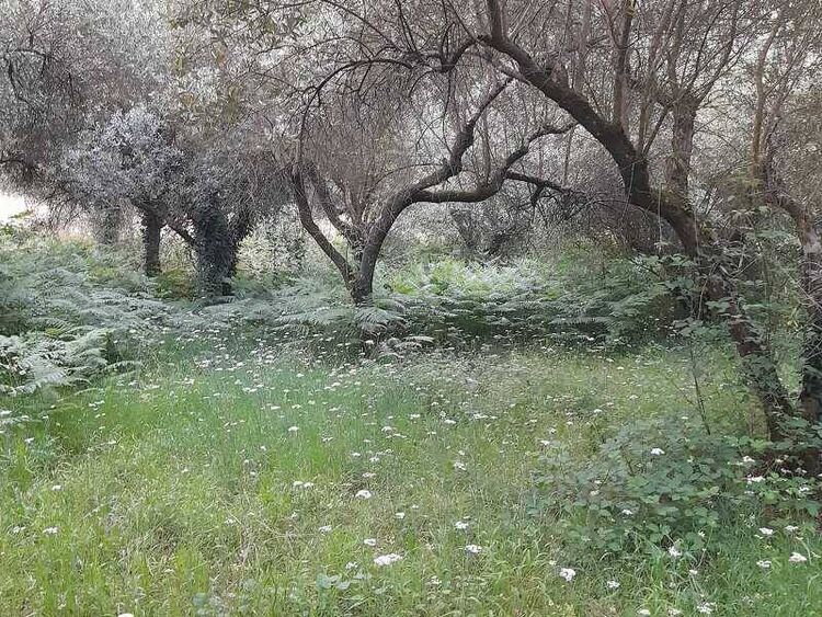 foto 5 del terreno