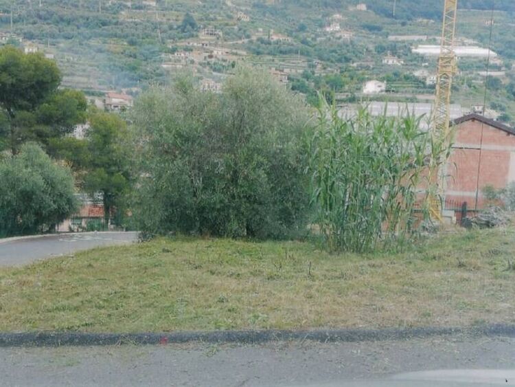 foto 3 del terreno