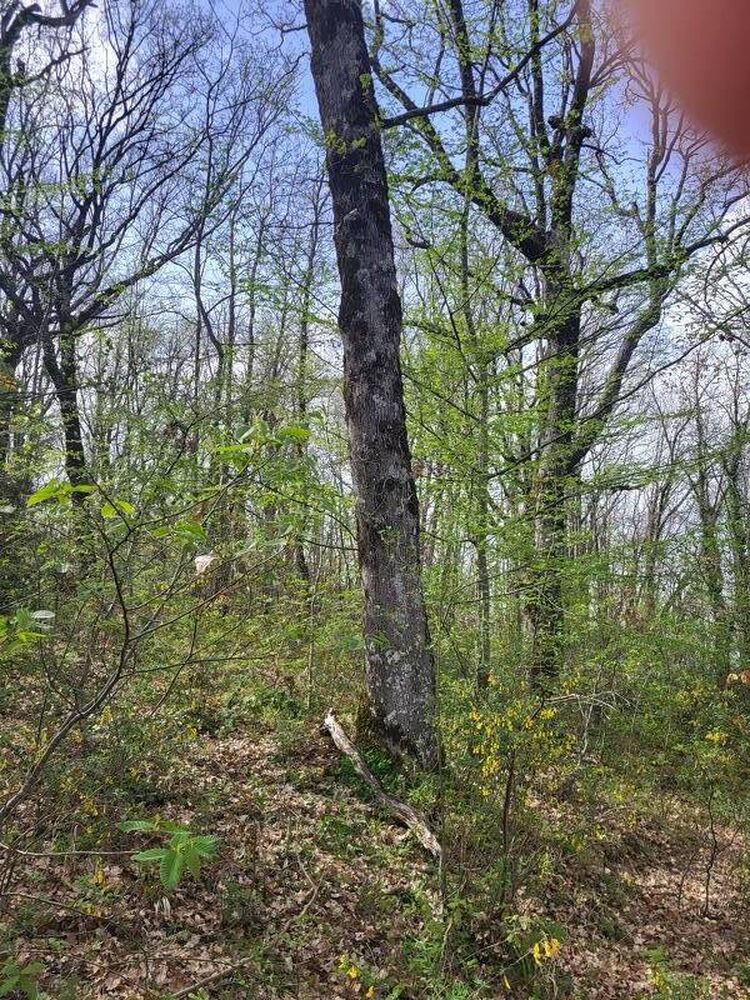 foto 2 del terreno