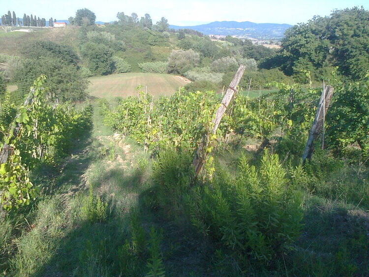foto 4 del terreno