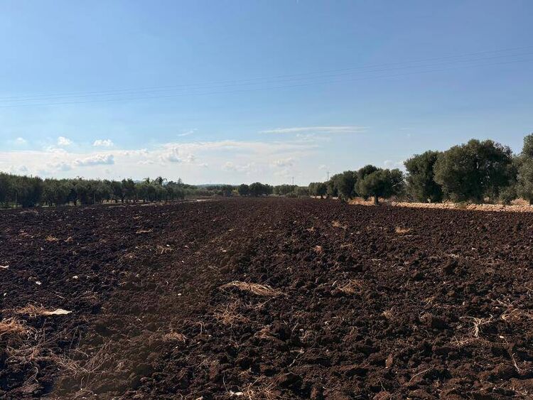 foto 5 del terreno
