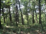 anteprima foto 9 del terreno - ID 12770