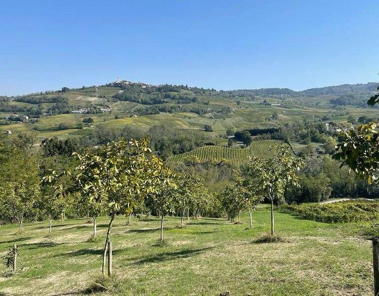 foto 4 del terreno