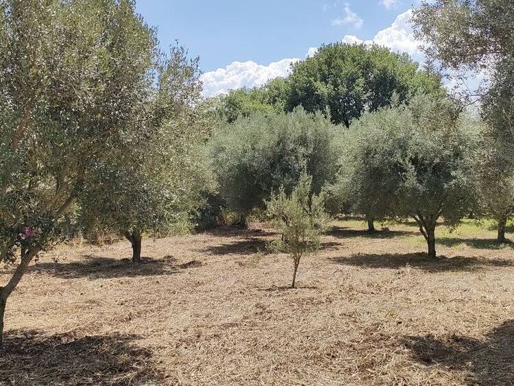 foto 4 del terreno