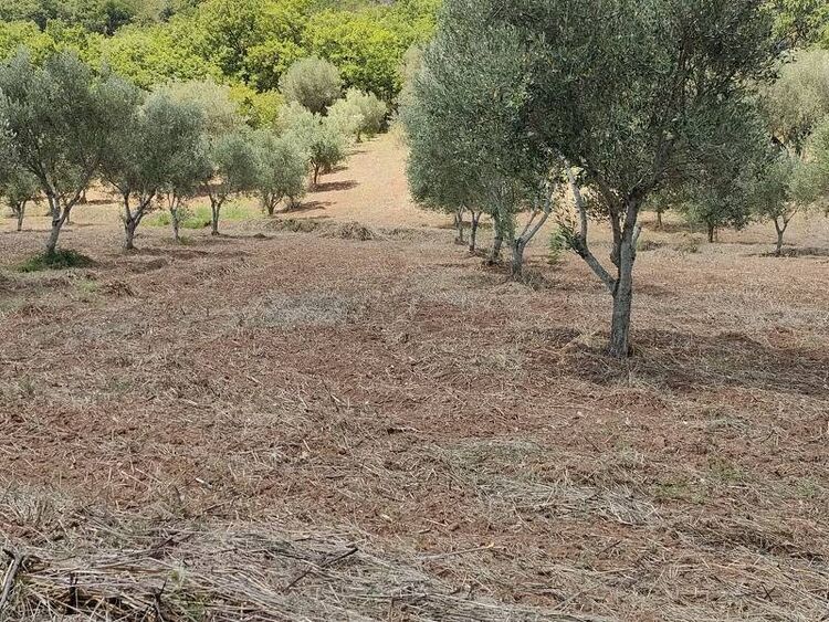 foto 5 del terreno