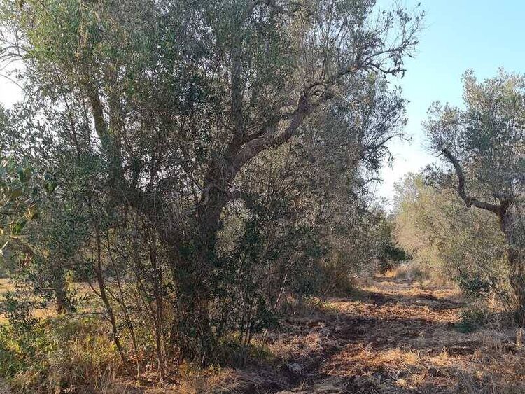 foto 3 del terreno