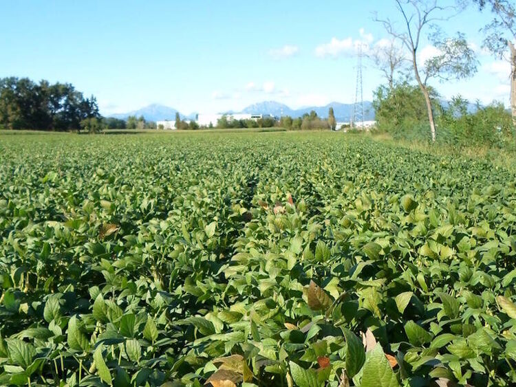 foto 2 del terreno