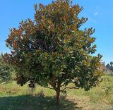 anteprima foto 1 del terreno - ID 75388