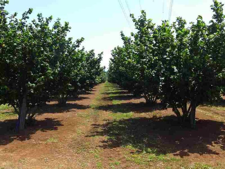 foto 5 del terreno