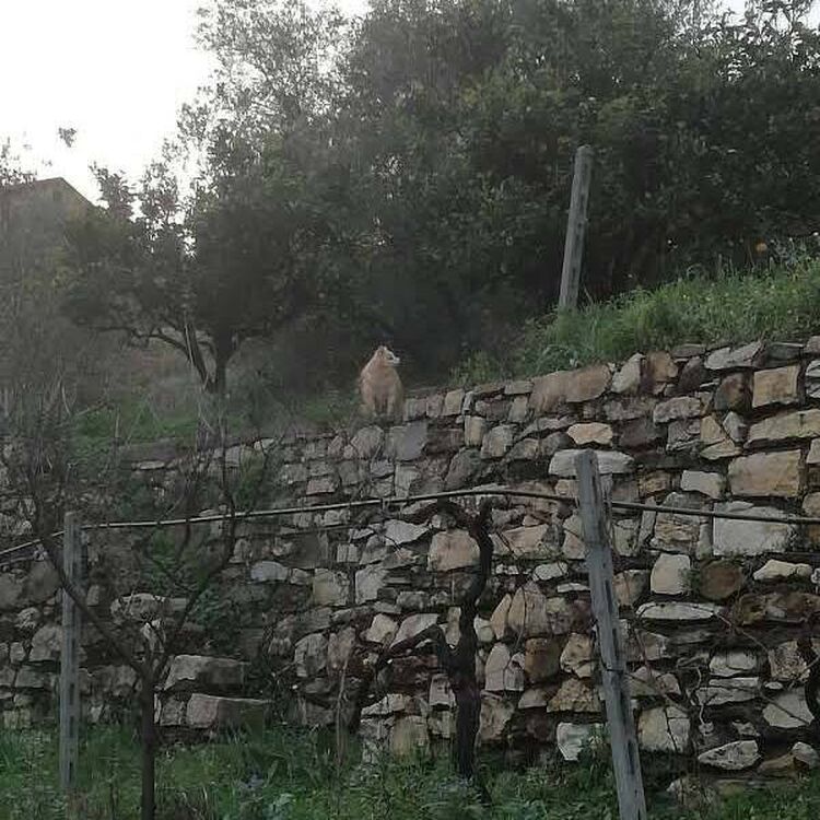 foto 4 del terreno