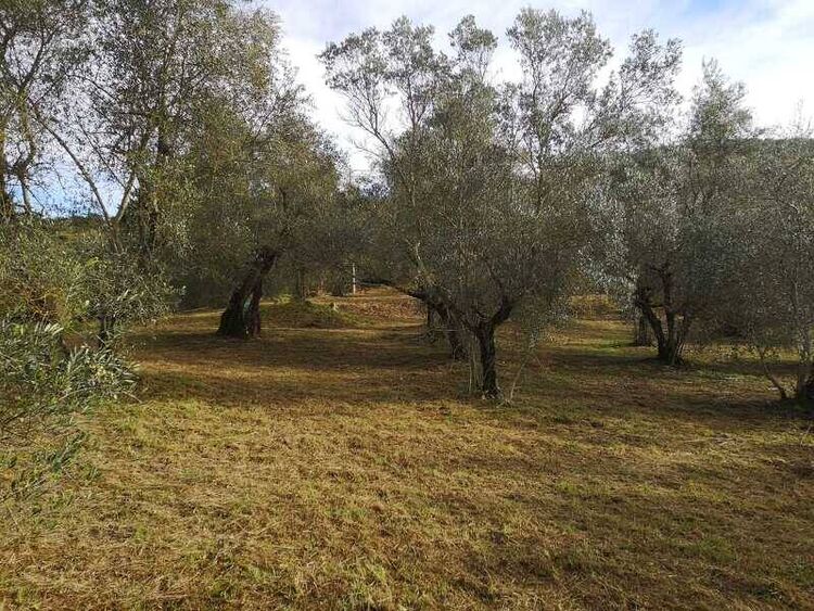 foto 4 del terreno
