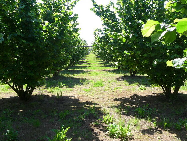 foto 2 del terreno