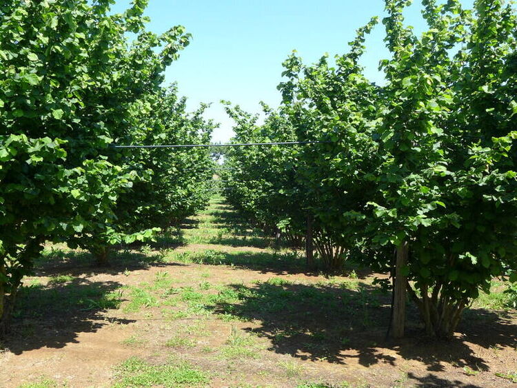 foto 5 del terreno