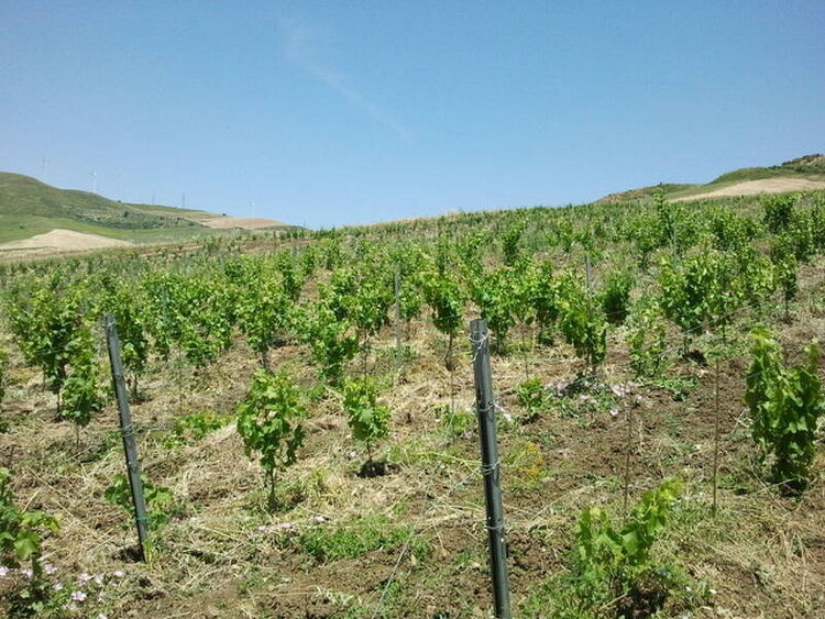 foto 5 del terreno
