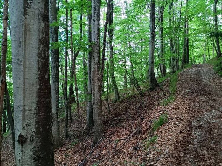 foto 4 del terreno