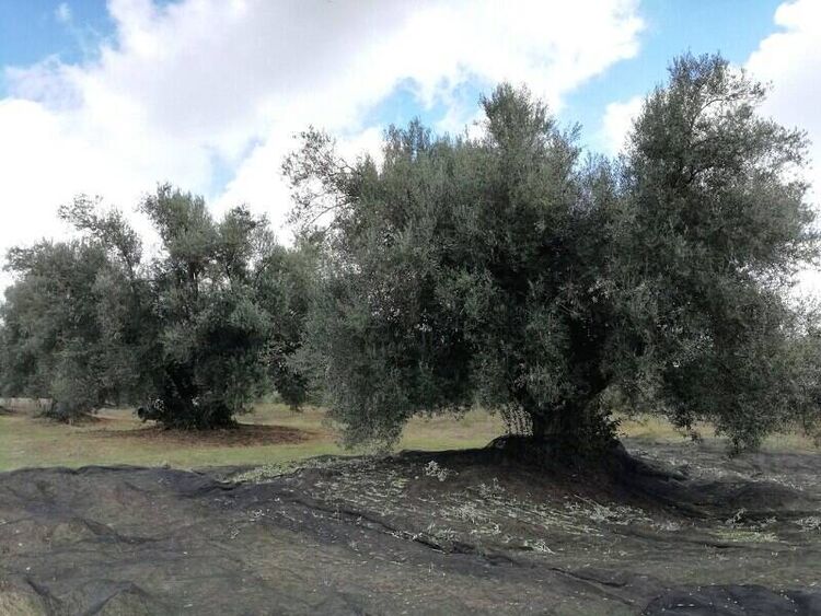 foto 5 del terreno