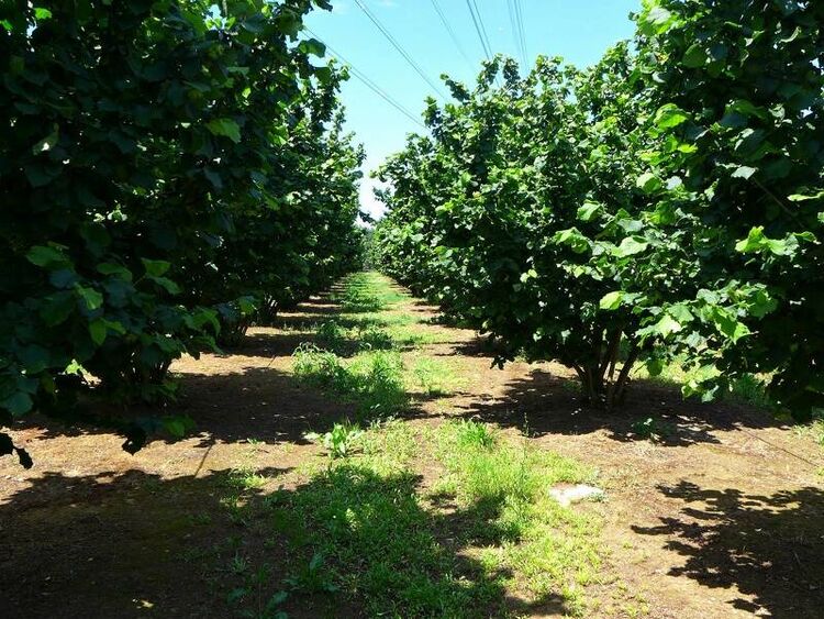foto 3 del terreno
