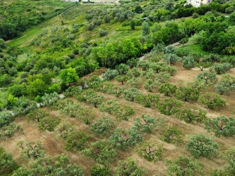 foto 4 del terreno