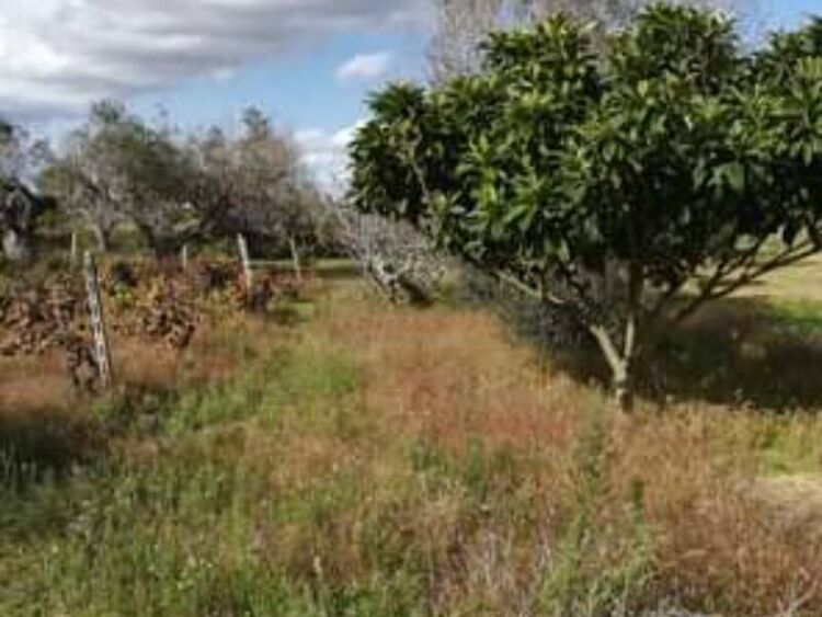 foto 3 del terreno