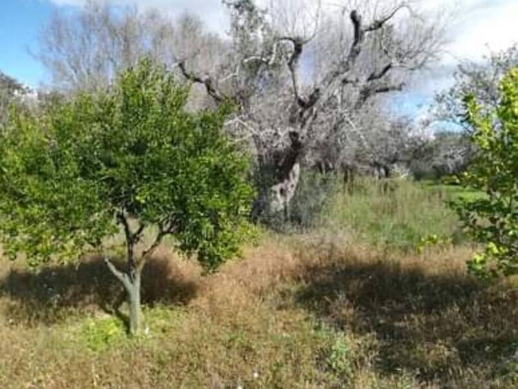 foto 5 del terreno