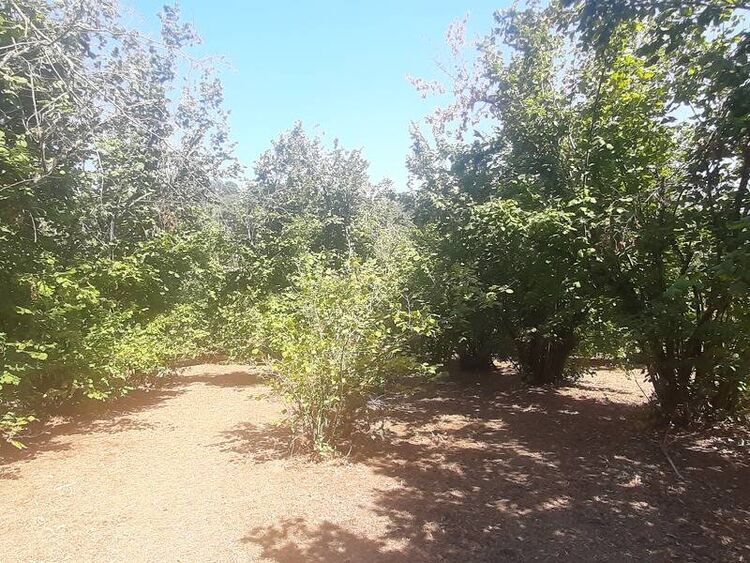 foto 4 del terreno