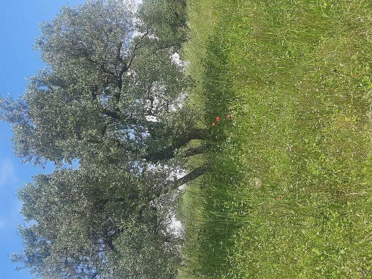 foto 3 del terreno