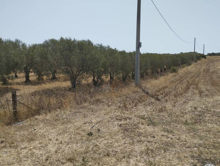 foto 4 del terreno