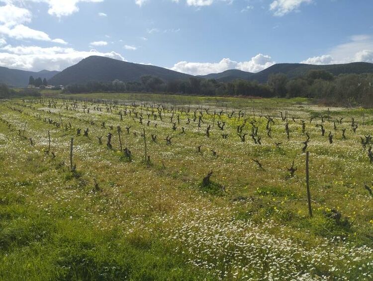 foto 4 del terreno