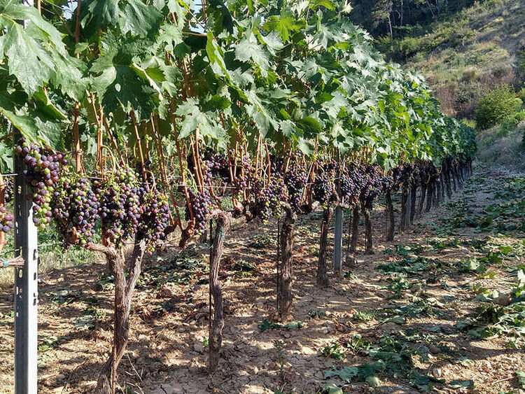 foto 2 del terreno