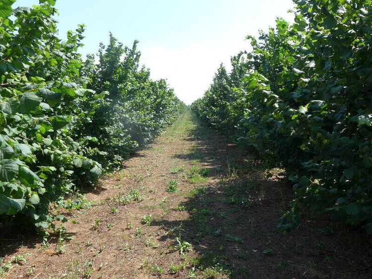 foto 4 del terreno