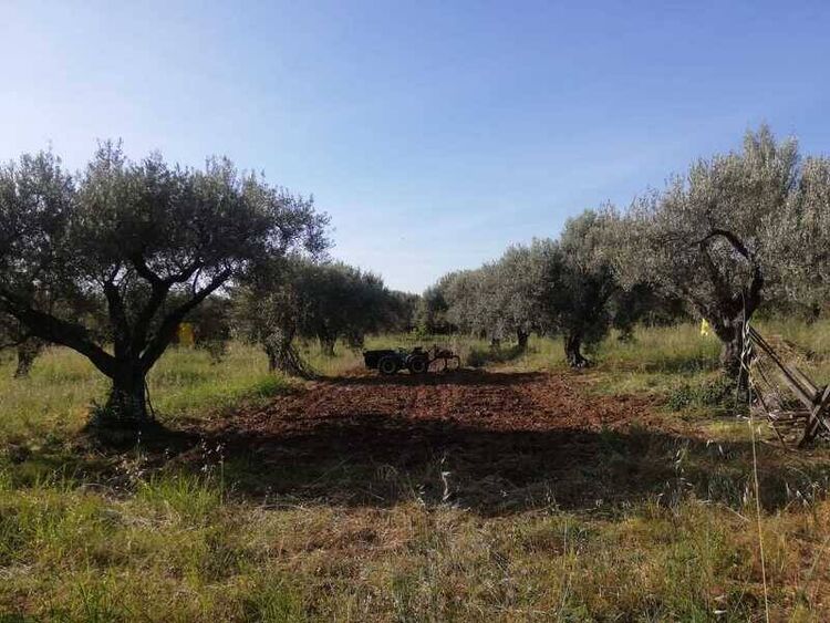 foto 2 del terreno