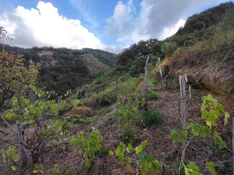 foto 5 del terreno