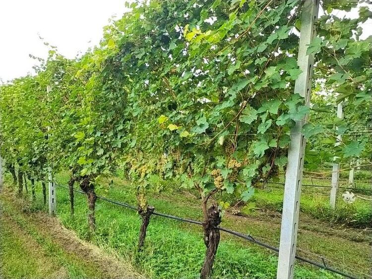 foto 2 del terreno