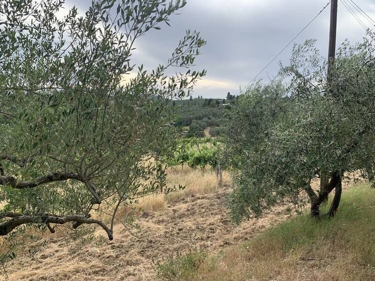 foto 4 del terreno