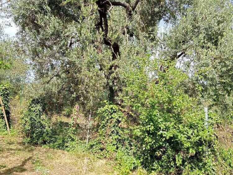 foto 2 del terreno