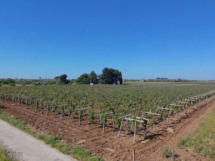 foto 4 del terreno