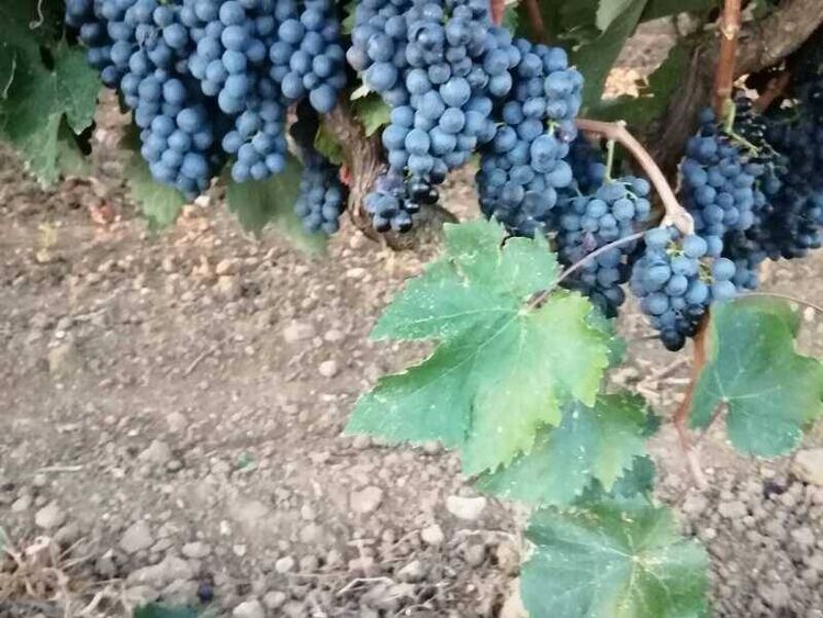 foto 5 del terreno