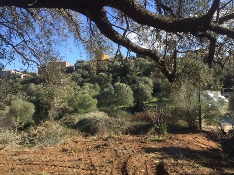 foto 5 del terreno