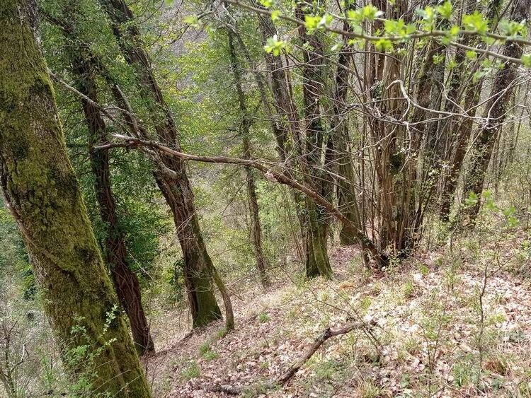 foto 4 del terreno