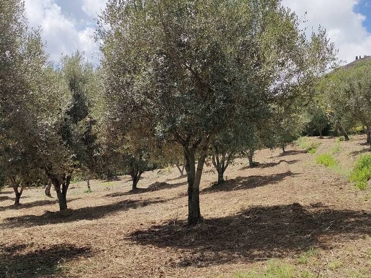 foto 2 del terreno