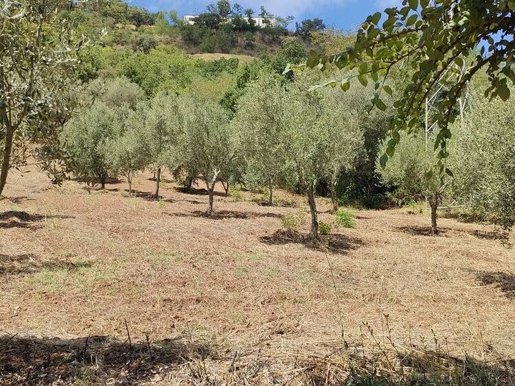 foto 5 del terreno