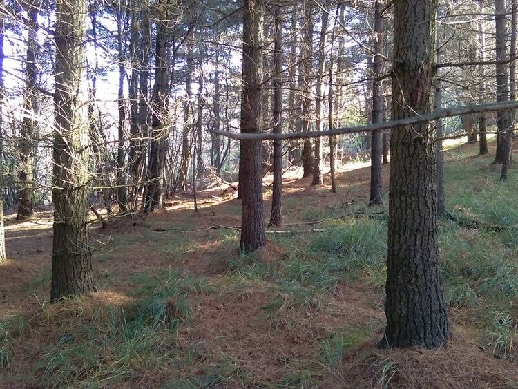 foto 4 del terreno