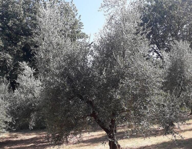 foto 4 del terreno