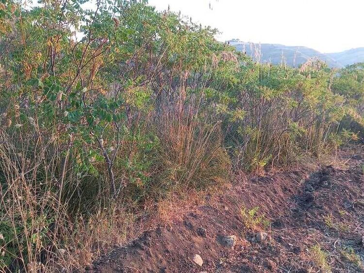 foto 4 del terreno